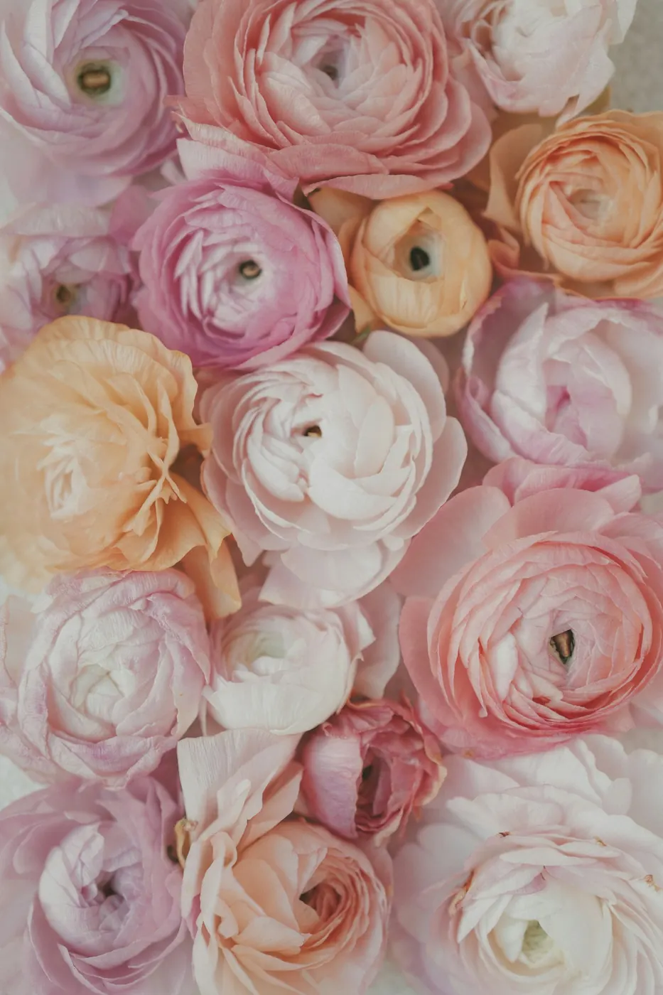 Bouquet de renoncules aux tons pastel