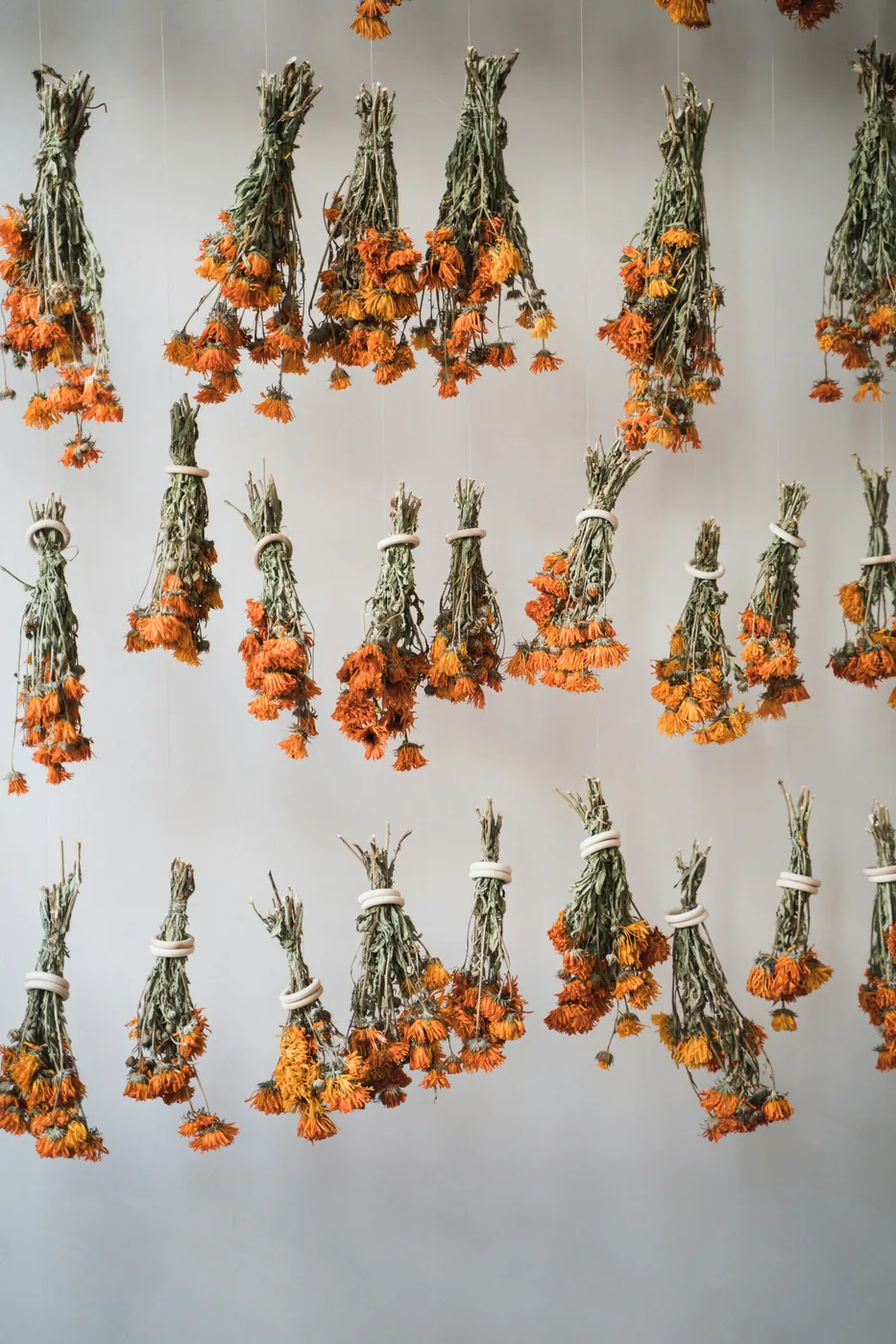 Bouquets de fleurs séchées orangées suspendus tête en bas